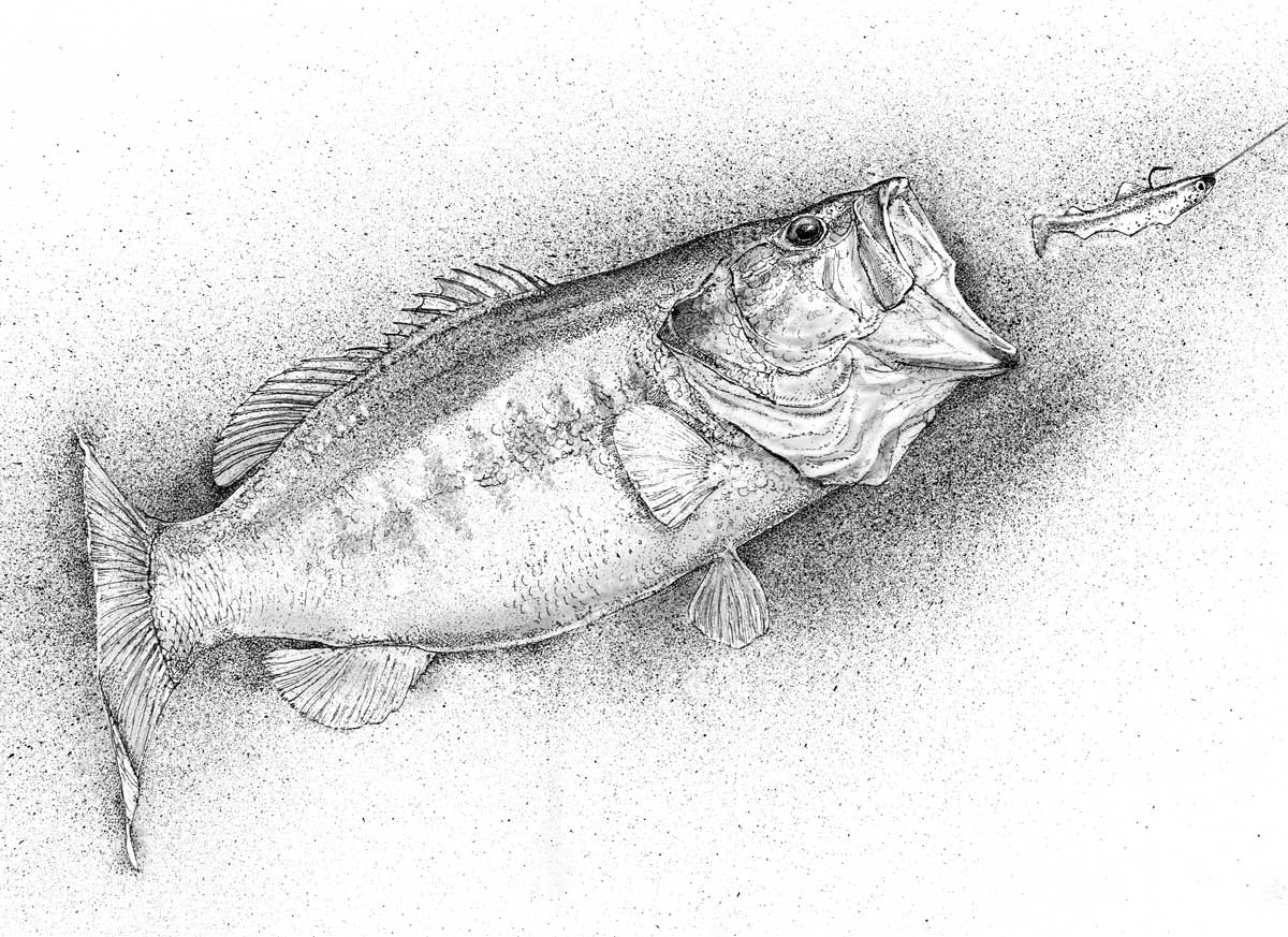 Largemouth Bass drawing  Journal of Seeing by John Dyess